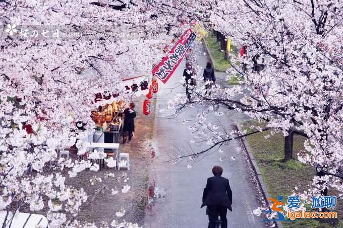 2017京都櫻花什么時(shí)候開，京都賞櫻花人少的地方？