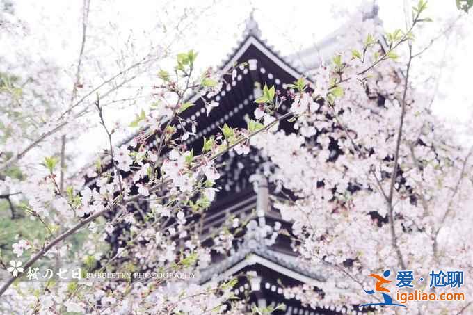 2017京都櫻花什么時(shí)候開，京都賞櫻花人少的地方？
