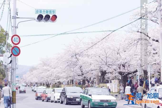 2017京都櫻花什么時(shí)候開，京都賞櫻花人少的地方？