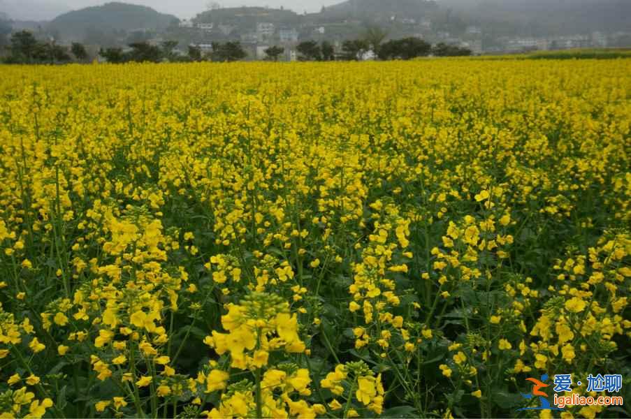貴州油菜花景點在哪里，貴州5大賞油菜花圣地？