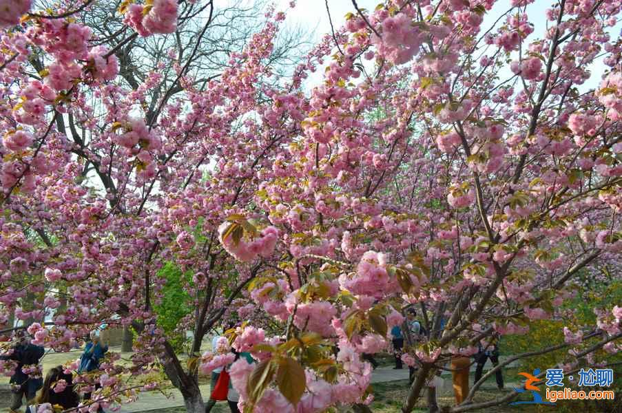 上海櫻花林地址—門票,2017上海松江櫻花林怎么去? 上海櫻花林地址—門票,2017上海松江櫻花林怎么去?