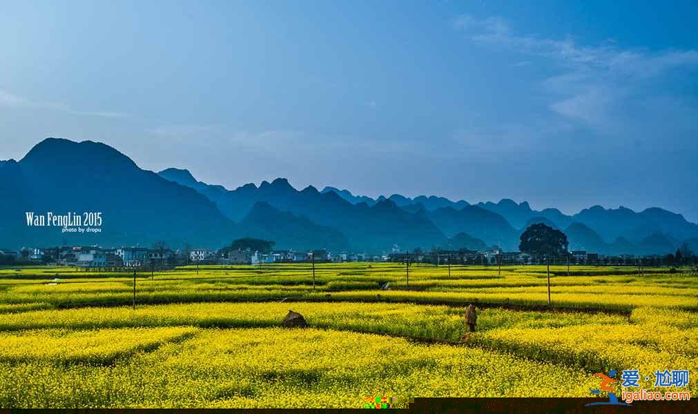 貴州油菜花景點在哪里，貴州5大賞油菜花圣地？