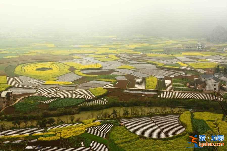 貴州油菜花景點在哪里，貴州5大賞油菜花圣地？