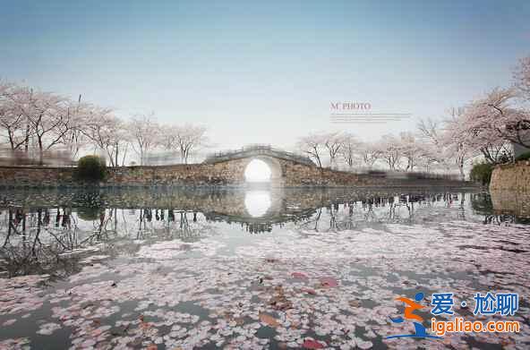 【中國(guó)賞櫻圣地】看櫻花,在中國(guó)就足夠了??? 【中國(guó)賞櫻圣地】看櫻花,在中國(guó)就足夠了???