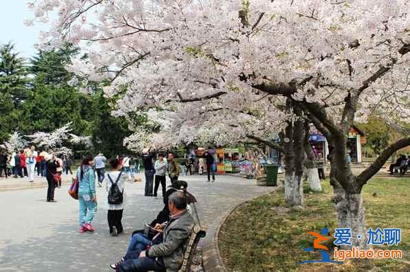 【中國(guó)賞櫻圣地】看櫻花,在中國(guó)就足夠了??? 【中國(guó)賞櫻圣地】看櫻花,在中國(guó)就足夠了???