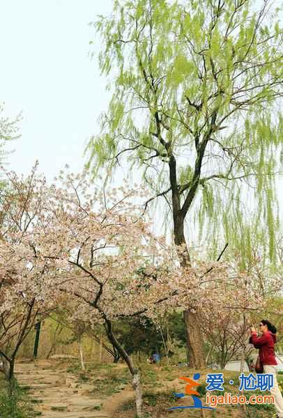 【中國(guó)賞櫻圣地】看櫻花,在中國(guó)就足夠了??? 【中國(guó)賞櫻圣地】看櫻花,在中國(guó)就足夠了???