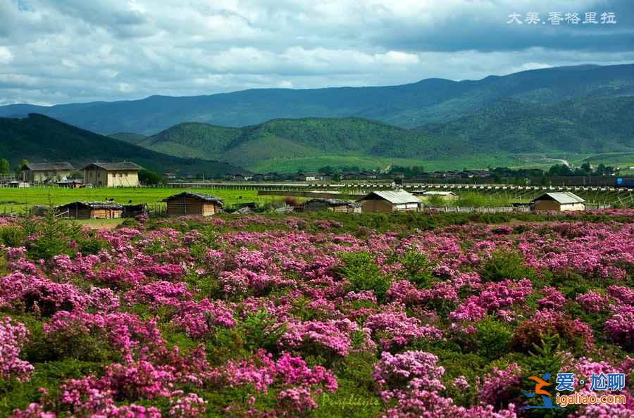 【杜鵑花?!恐袊?guó)五大杜鵑花海? 【杜鵑花?!恐袊?guó)五大杜鵑花海?