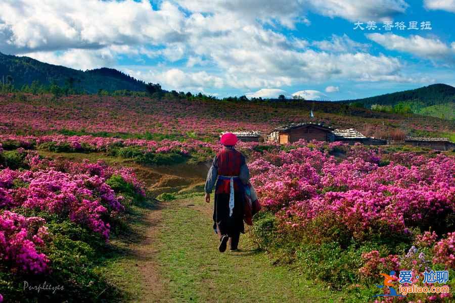 【杜鵑花?!恐袊?guó)五大杜鵑花海? 【杜鵑花海】中國(guó)五大杜鵑花海?
