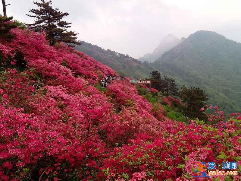 【杜鵑花?!恐袊?guó)五大杜鵑花海? 【杜鵑花海】中國(guó)五大杜鵑花海?