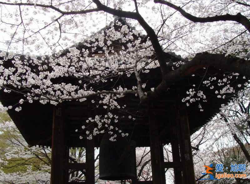 【東京櫻花什么時候開】2017東京櫻花花期+觀賞地+交通指南？