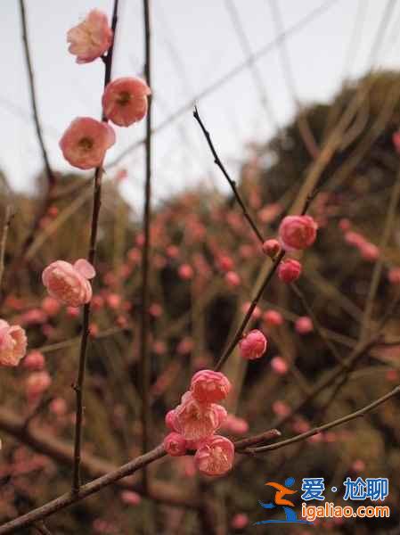 無錫賞花時間表，從春美到冬？