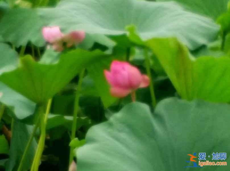 無錫賞花時間表，從春美到冬？