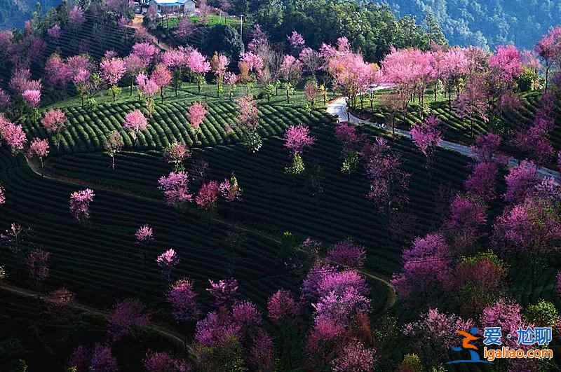 中國有個地方，櫻花開的比日本還早！？