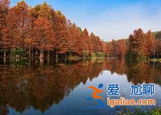 2018南京薰衣草莊園什么時候開花,南京薰衣草莊園花期? 2018南京薰衣草莊園什么時候開花,南京薰衣草莊園花期?