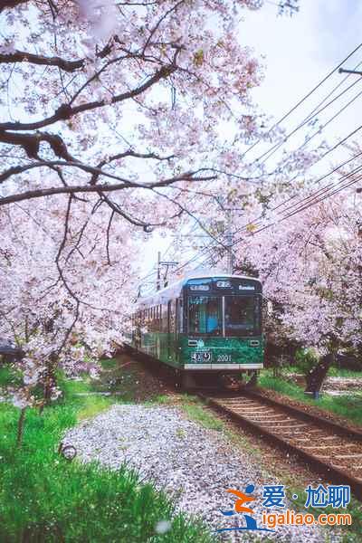 【嵐山櫻花隧道在哪】嵐山櫻花隧道怎么坐車(chē),與嵐山小火車(chē)有什么差別? 【嵐山櫻花隧道在哪】嵐山櫻花隧道怎么坐車(chē),與嵐山小火車(chē)有什么差別?
