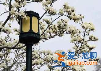 2018南京薰衣草莊園什么時候開花,南京薰衣草莊園花期? 2018南京薰衣草莊園什么時候開花,南京薰衣草莊園花期?