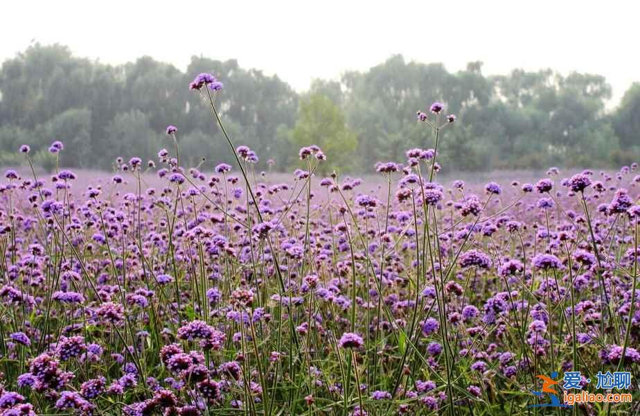 2018南京薰衣草莊園什么時候開花,南京薰衣草莊園花期? 2018南京薰衣草莊園什么時候開花,南京薰衣草莊園花期?