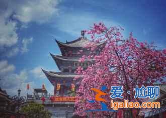 中國有個地方，櫻花開的比日本還早！？