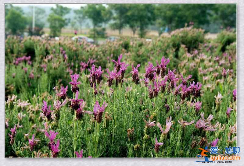 2018南京薰衣草莊園什么時候開花,南京薰衣草莊園花期? 2018南京薰衣草莊園什么時候開花,南京薰衣草莊園花期?