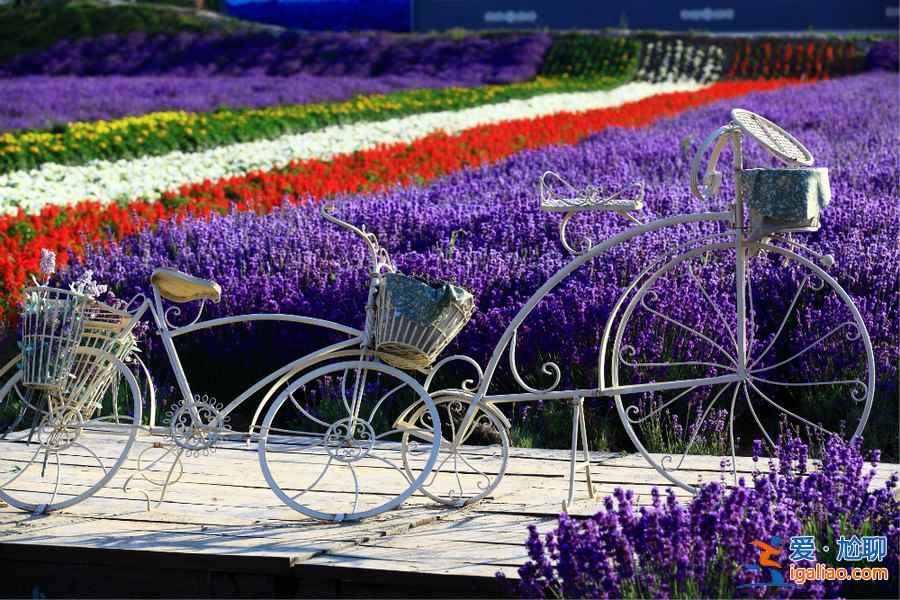 2019北京去哪看薰衣草，2019北京薰衣草賞花地推薦？