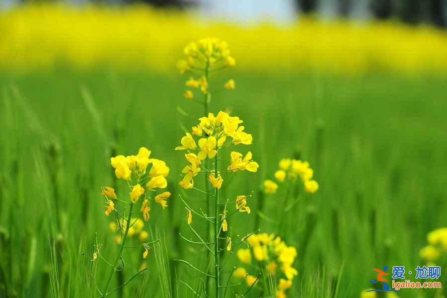 【去哪里看油菜花】2018去哪里看油菜花，國(guó)內(nèi)油菜花觀賞地大全？