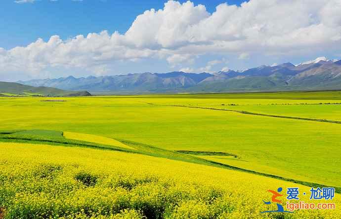 【去哪里看油菜花】2018去哪里看油菜花，國(guó)內(nèi)油菜花觀賞地大全？
