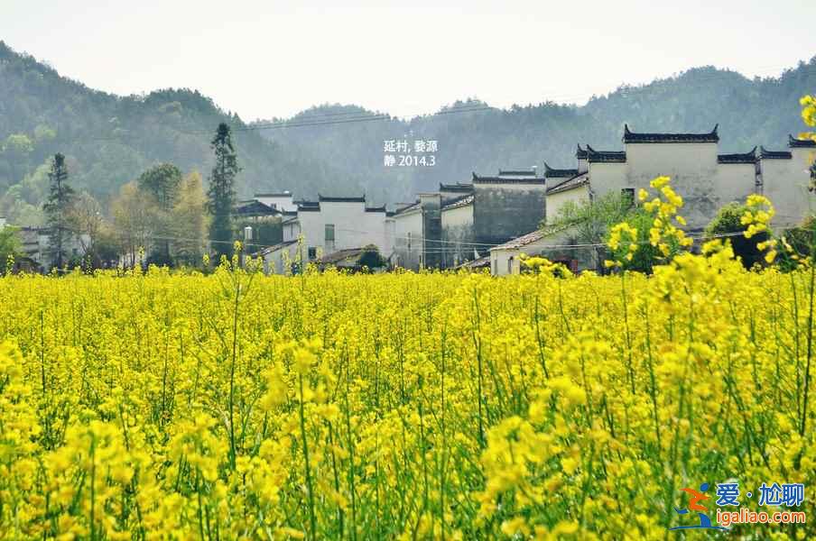 【去哪里看油菜花】2018去哪里看油菜花，國(guó)內(nèi)油菜花觀賞地大全？