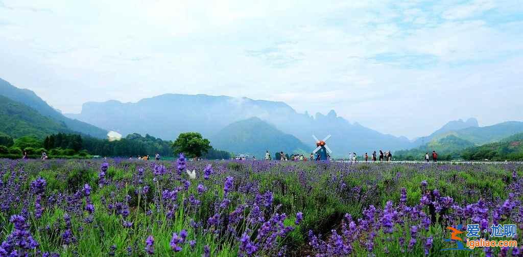 仙居薰衣草地址,仙居薰衣草怎么去,仙居薰衣草在哪? 仙居薰衣草地址,仙居薰衣草怎么去,仙居薰衣草在哪?