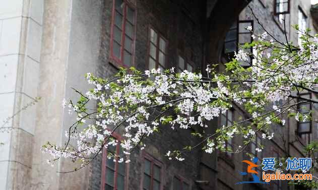 何必去日本，國內(nèi)7大賞櫻花地等你來??？