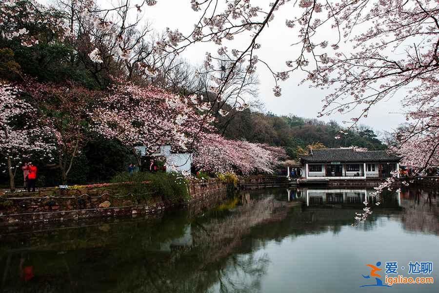 何必去日本，國內(nèi)7大賞櫻花地等你來??？