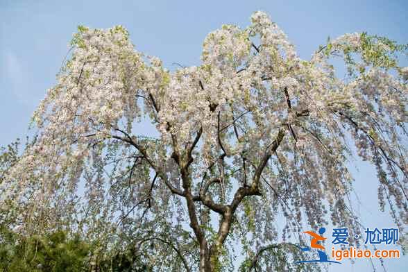 何必去日本，國內(nèi)7大賞櫻花地等你來??？
