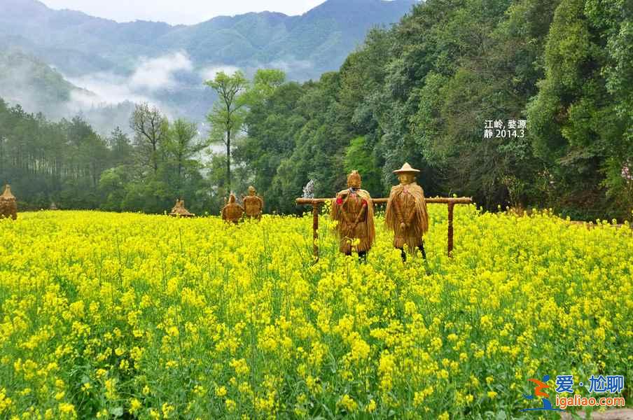 2018全國最全油菜花時間表，油菜花開放時間？