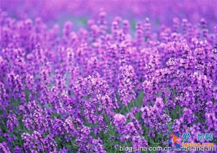 北京去哪里看薰衣草，2018北京看薰衣草地方推薦？