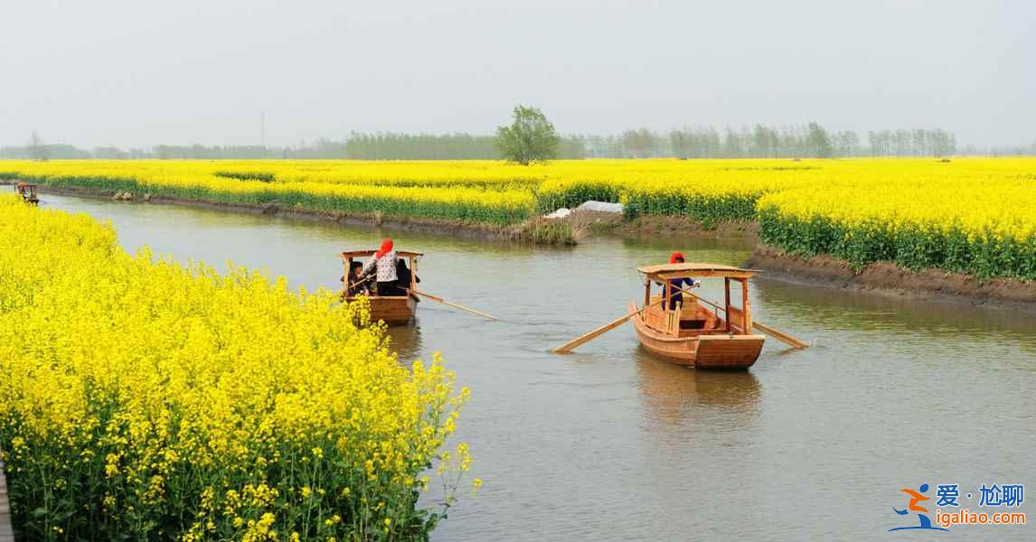 2018全國最全油菜花時間表，油菜花開放時間？