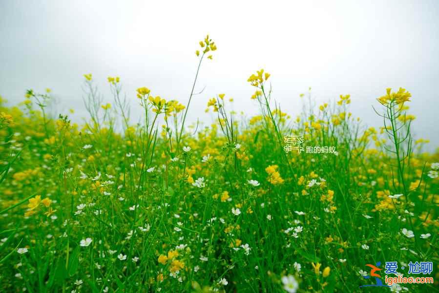 2018全國最全油菜花時間表，油菜花開放時間？