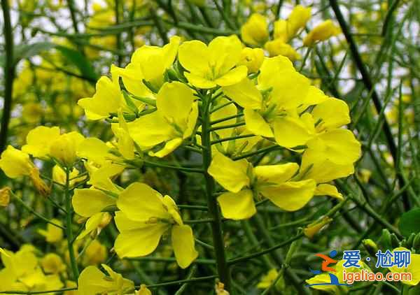 【2018羅平油菜花節(jié)】2018羅平油菜花什么時候開，2018羅平油菜花花期？
