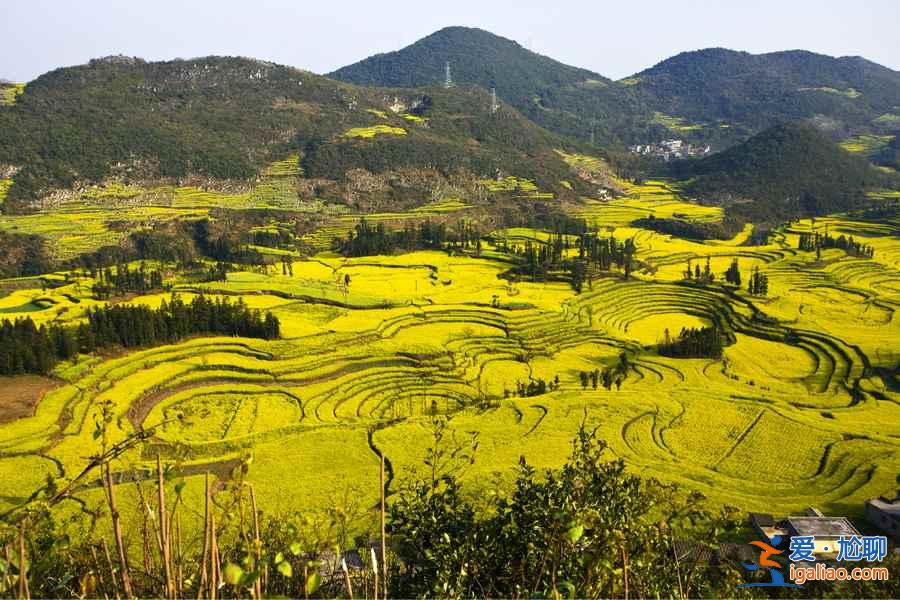 【2018羅平油菜花節(jié)】2018羅平油菜花什么時候開，2018羅平油菜花花期？