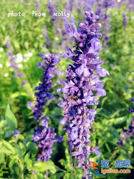 【廈門哪里有薰衣草】2018廈門環(huán)島路薰衣草地址、門票及交通指南？