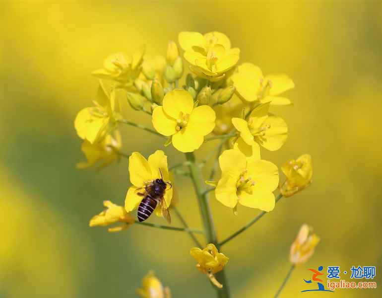 婺源看油菜花最佳時(shí)間,婺源油菜花觀(guān)賞最佳時(shí)間? 婺源看油菜花最佳時(shí)間,婺源油菜花觀(guān)賞最佳時(shí)間?