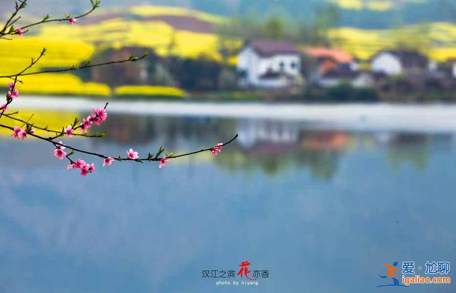 看油菜花的地方，2018到哪里看油菜花，全國(guó)各地油菜花地大盤(pán)點(diǎn)？