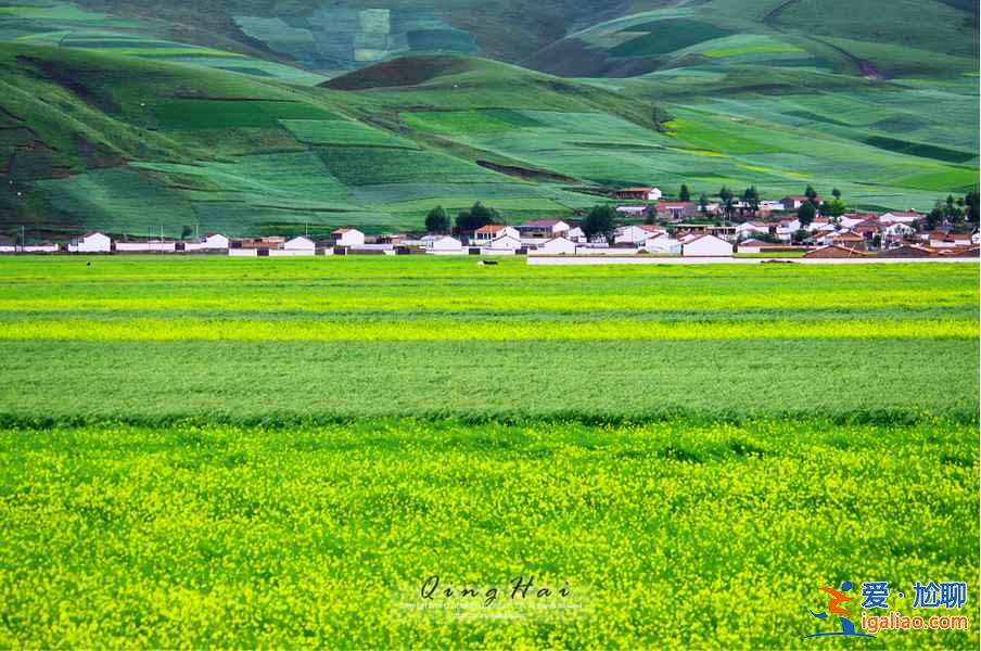 【7月門(mén)源油菜花】怎么坐車(chē)門(mén)源油菜花海，青海門(mén)源油菜花海？