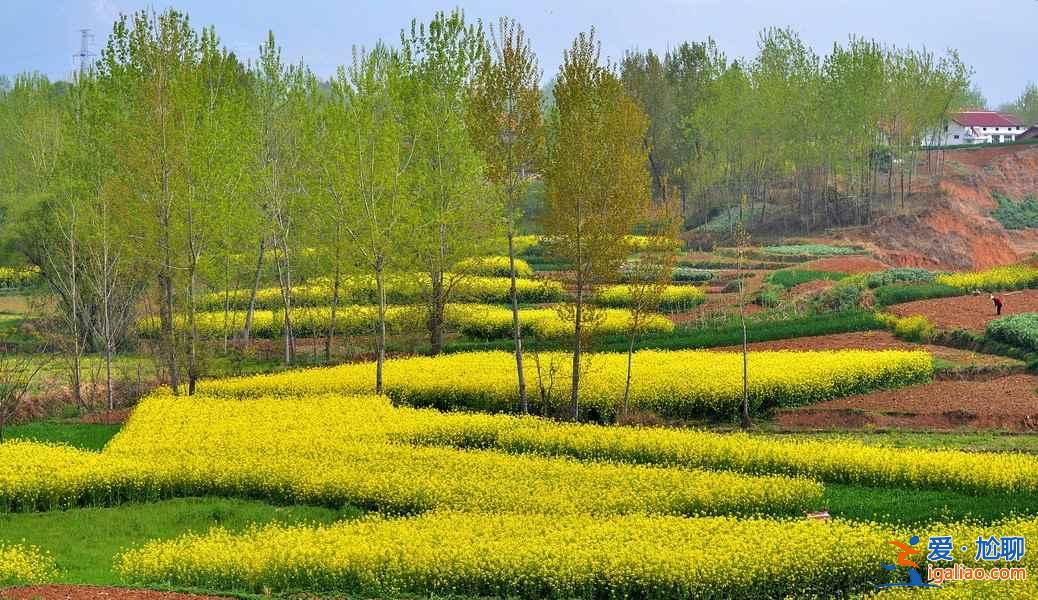 看油菜花的地方，2018到哪里看油菜花，全國(guó)各地油菜花地大盤(pán)點(diǎn)？