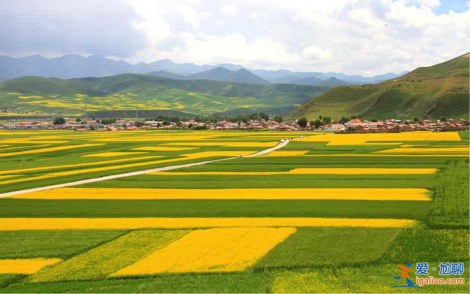 2017門源油菜花花期，2017門源油菜花幾月開？