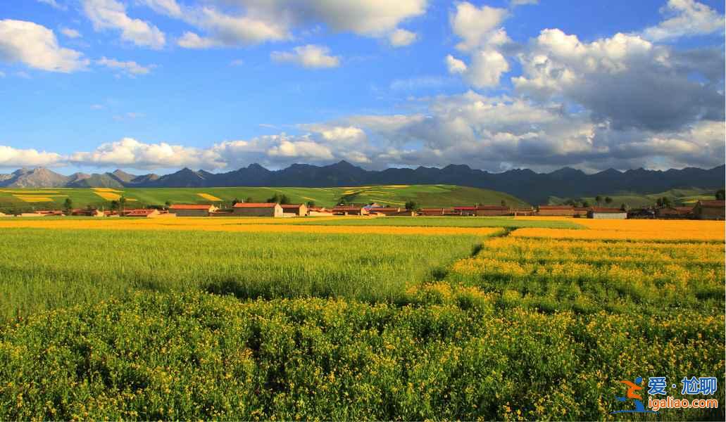 2017門源油菜花花期，2017門源油菜花幾月開？