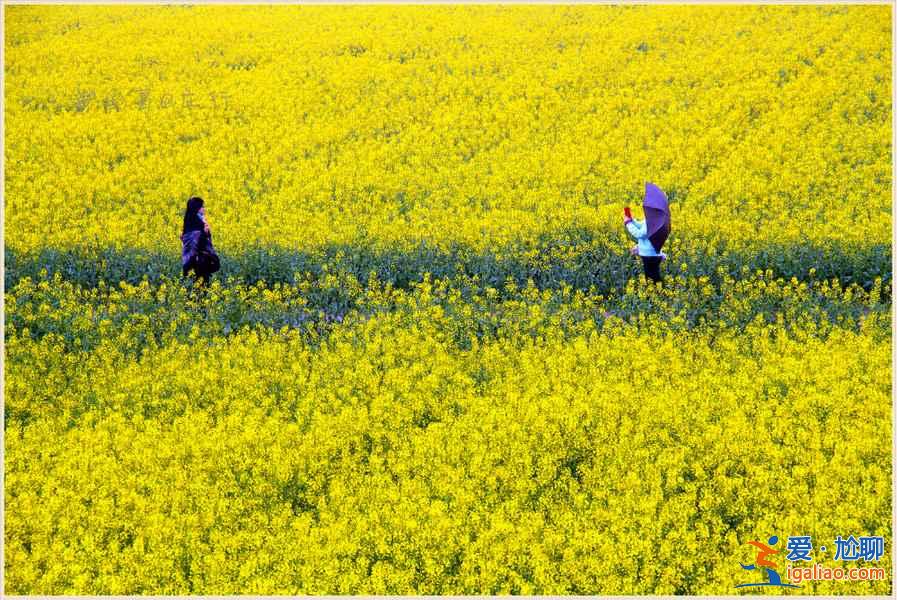 上海奉賢油菜花地址,2018奉賢油菜花時間、門票及交通指南? 上海奉賢油菜花地址,2018奉賢油菜花時間、門票及交通指南?