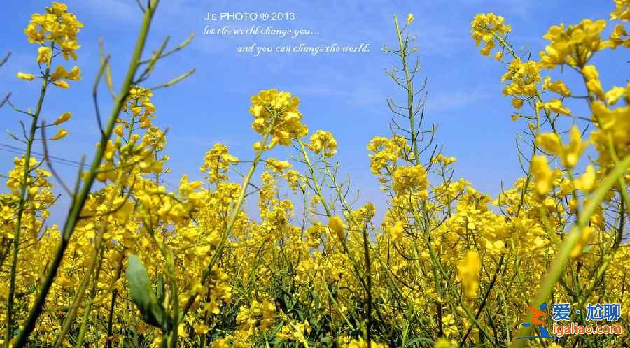 上海奉賢油菜花地址,2018奉賢油菜花時間、門票及交通指南? 上海奉賢油菜花地址,2018奉賢油菜花時間、門票及交通指南?