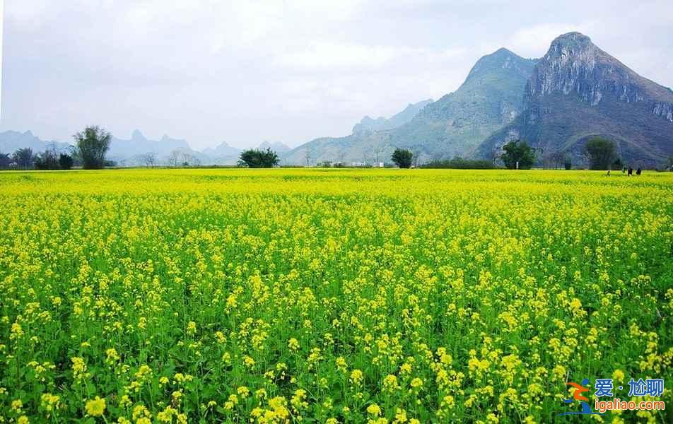 油菜花哪里最好看,國內(nèi)賞油菜花地圖? 油菜花哪里最好看,國內(nèi)賞油菜花地圖?