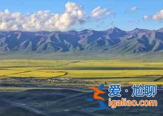 門源油菜花什么時候開，2017門源油菜花什么時候開？