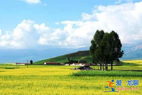 門源油菜花什么時候開，2017門源油菜花什么時候開？