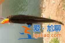 黑魚湯？
